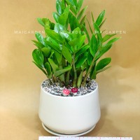 CHẬU CÂY KIM TIỀN - KTB1240
