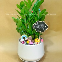CHẬU CÂY KIM TIỀN - KTB1300