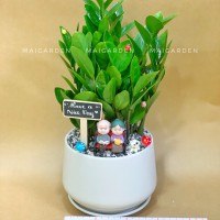 CHẬU CÂY KIM TIỀN - KTB1292