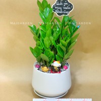 CHẬU CÂY KIM TIỀN - KTB1295