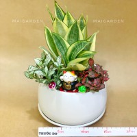 CHẬU CÂY LƯỠI HỔ MIX CẨM NHUNG - LH290