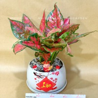 CHẬU CÂY VẠN LỘC - VL245