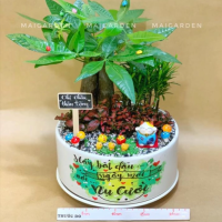 CHẬU CÂY KIM NGÂN MIX TÙNG VẠN NIÊN, CẨM NHUNG - KN550