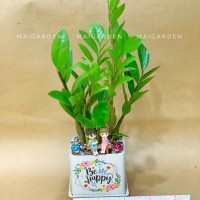 CHẬU CÂY KIM TIỀN - KT219