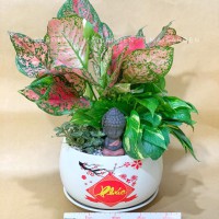 CHẬU CÂY VẠN LỘC MIX TRẦU BÀ, CẨM NHUNG - CVLC1409