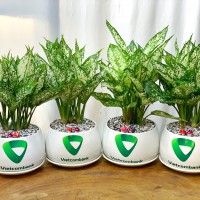 CHẬU CÂY NGỌC NGÂN IN LOGO - NN205