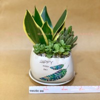 CHẬU CÂY LƯỠI HỔ MIX XƯƠNG RỒNG,CẨM NHUNG - LH263