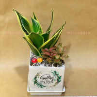 CHẬU CÂY LƯỠI HỔ MIX CẨM NHUNG - LH219