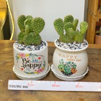 CHẬU CÂY XƯƠNG RỒNG TAI THỎ - XRTT88