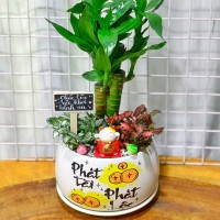 CHẬU CÂY PHÁT TÀI MIX CÂM NHUNG - PT303