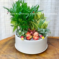 CHẬU CÂY CAU TIỂU TRÂM MIX LƯỠI HỔ, CẨM NHUNG - CTTC1505