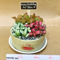 CẨM NHUNG MIX - CN194