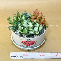 CHẬU CÂY CẨM NHUNG MIX - CNM186