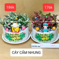 CHẬU CÂY CẨM NHUNG (GIÁ TRÊN HÌNH)
