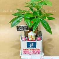CHẬU CÂY KIM NGÂN IN LOGO CÔNG TY - CKN280