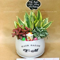 CHẬU CÂY LƯỠI HỔ MIX CẨM NHUNG IN LOGO RIÊNG - LHCN332