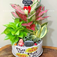 CHẬU CÂY VẠN LỘC - VLC1555
