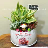 CHẬU CÂY LƯỠI HỔ MIX CẨM NHUNG IN TÊN RIÊNG, LOGO - LH328