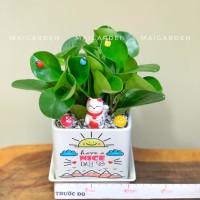 CHẬU CÂY TRƯỜNG SINH - CTS1211