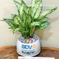 CHẬU CÂY NGỌC NGÂN IN LOGO - NN205