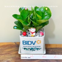 CHẬU CÂY TRƯỜNG SINH IN LOGO - TS226