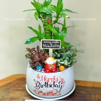 CHẬU CÂY PHÁT TÀI MIX CẨM NHUNG - PT318