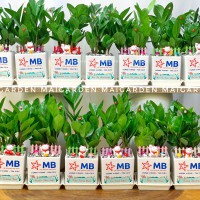 CHẬU CÂY KIM TIỀN IN LOGO + TÊN RIÊNG - KT234