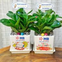 CHẬU CÂY TRƯỜNG SINH - TS203
