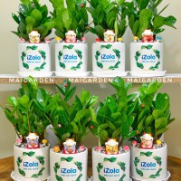 CHẬU CÂY KIM TIỀN IN LOGO CÔNG TY - CKT236