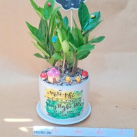 CHẬU CÂY KIM TIỀN -  KT240
