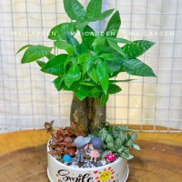 CHẬU CÂY KIM NGÂN MIX CẨM NHUNG - KN348