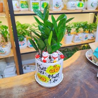 CHẬU CÂY KIM TIỀN - KT238