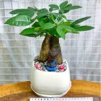 CHẬU CÂY KIM NGÂN - KN280