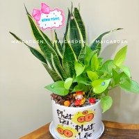 CHẬU CÂY LƯỠI HỔ MIX TRẦU BÀ CẨM NHUNG - LH360