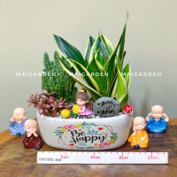 CHẬU CÂY LƯỠI HỔ MIX XƯƠNG RỒNG CẨM NHUNG - LH277