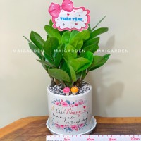 CHẬU CÂY KIM TIỀN DECOR CHỮ TRÊN CHẬU THEO YÊU CẦU - KT235