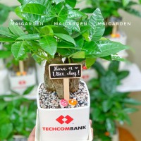 CHẬU CÂY KIM NGÂN IN LOGO CÔNG TY - KN247