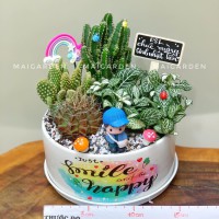 CHẬU CÂY XƯƠNG RỒNG MIX CẨM NHUNG - XR284
