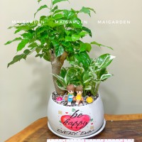 CHẬU CÂY HẠNH PHÚC MIX TRẦU BÀ - HP368
