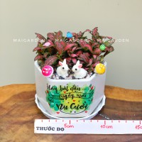 CHẬU CÂY CẨM NHUNG - CN156