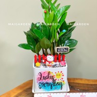 CHẬU CÂY KIM TIỀN -  CKT224