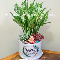 CHẬU CÂY NGỌC NGÂN MIX CẨM NHUNG - NN308