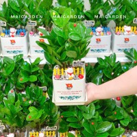 CHẬU CÂY KIM TIỀN IN LOGO - CKT239
