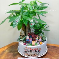 CHẬU CÂY KIM NGÂN MIX TÙNG VẠN NIÊN, CẨM NHUNG - KN587