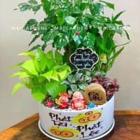 CHẬU CÂY HẠNH PHÚC MIX TRẦU BÀ, PHÁT TÀI, CẨM NHUNG - HPM635