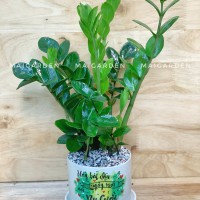 CHẬU CÂY KIM TIỀN - KT245