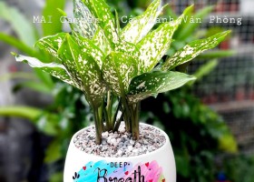 Cây ngọc ngân hợp mệnh gì? Ý nghĩa phong thủy của cây ngọc ngân