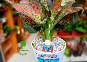 Cây vạn lộc hợp mệnh gì? Ý nghĩa, cách trồng và chăm sóc