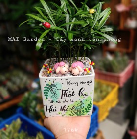 cây tùng vạn niên CTVN181