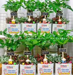 CHẬU CÂY KIM NGÂN MIX CẨM NHUNG IN LOGO- CKN363